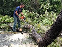 Best Tree Mulching  in Ogden, IA